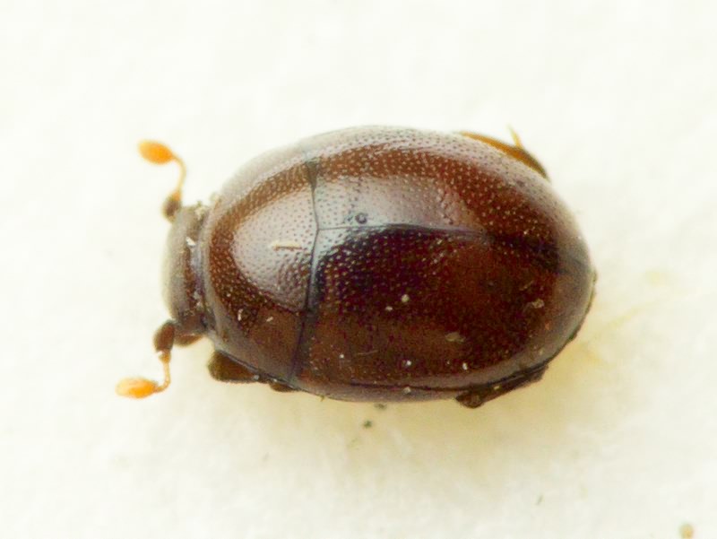 Cyclobacanius soliman (Marseul, 1862)